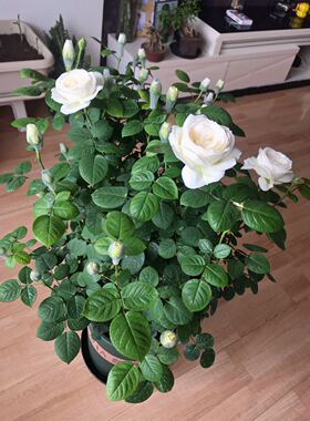 大花浓香婚礼纯白色阳台植物玫瑰