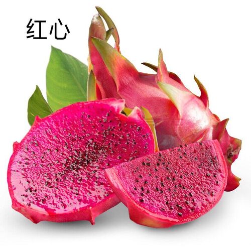 红心火龙果南北方种植居家适宜美观漂亮红肉火龙果净化空气 - 图0