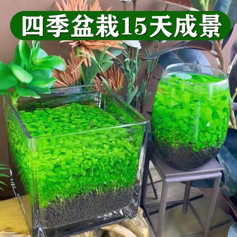 新造疆包邮水泥草VST种子意水草生态家用创鱼缸玻璃瓶水培植物四 - 图1