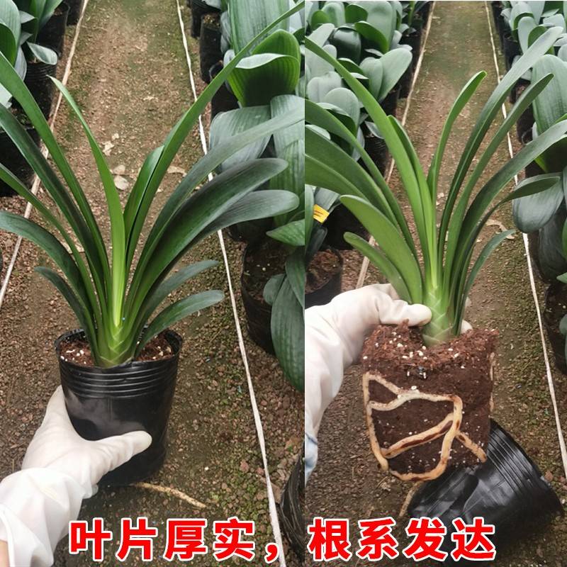 君子兰盆栽精品绿植花卉植物室内圆头和尚四季带花苞大苗当年开花-图1