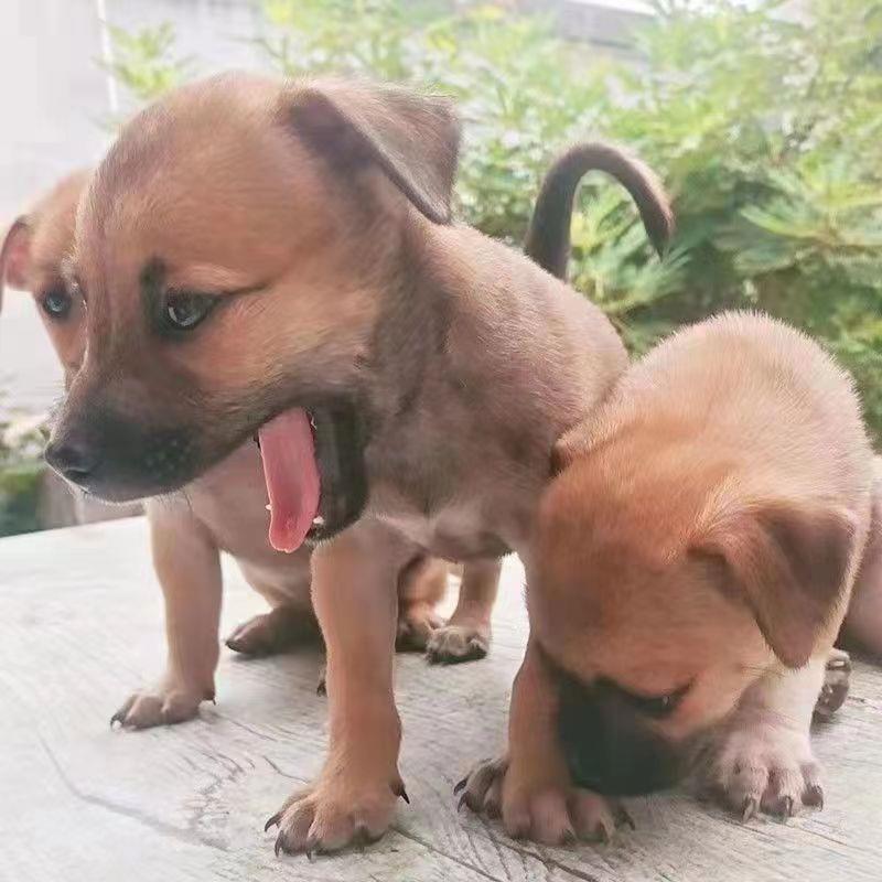 中华田园犬家养土狗大黄狗四眼狗养殖肉狗纯黑狗白狗混血狗种狗崽 - 图2