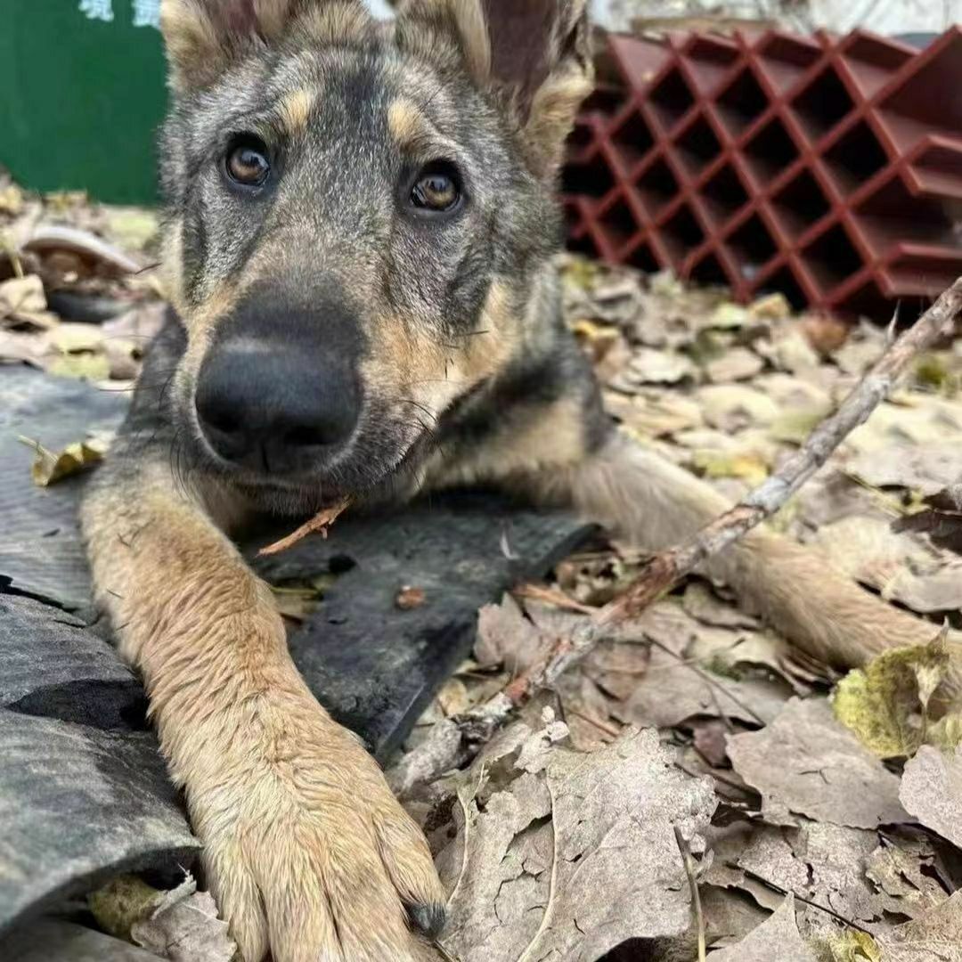 昆明犬幼犬短毛巨型昆明犬大型看家护院狼狗幼崽昆明狼犬大骨架狗 - 图2