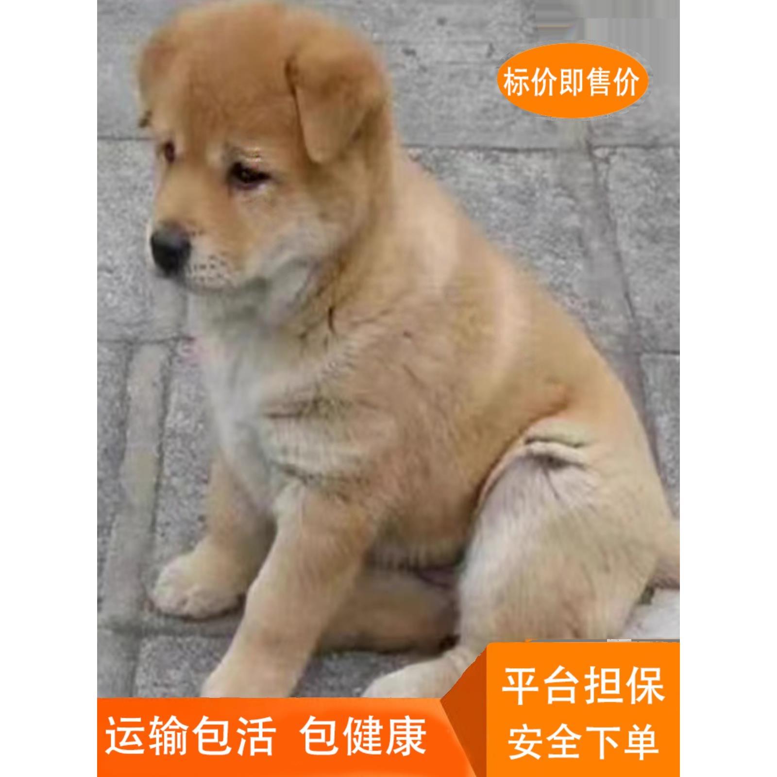 四眼铁包金幼犬看家护院看门狗金毛混血纯黑狗白狗大黄狗养殖肉狗 - 图1