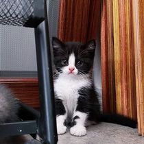 Chinese Fields Garden Cat White Cat White Cat Young Cat Black Cat Orange Cat Orange Blossom Cat Black And White Cat Orange White Cat Kitty Living Infant Cat Cub