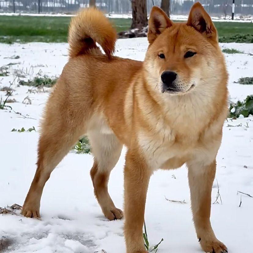 中华田园犬看门狗大黄狗活体四眼铁包金黄狗白面四眼狗土猎犬活体 - 图0