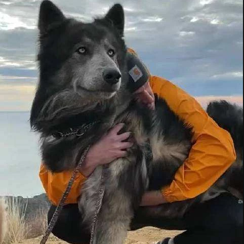 蓝湾牧羊犬活体德牧犬狗狗狗狩猎犬大型犬幼犬狗狗长毛宠活物小狗 - 图2