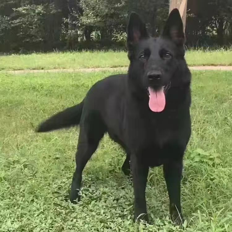 大型黑狼犬混血便宜中华田园幼犬狗看家护主护院护卫猛犬墨界狼狗 - 图0