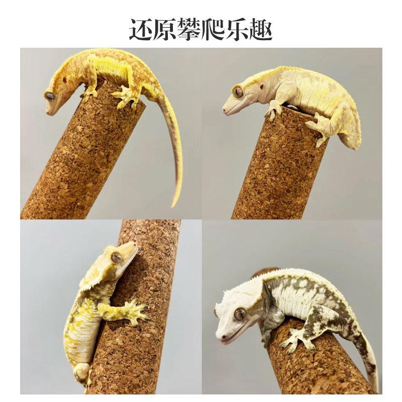 爬宠攀爬软木棒爬虫树栖勾亚睫角R属巨人守宫姥爷树蛙饲养箱造景-图2