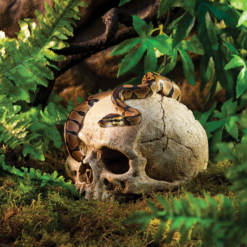 爬宠骷髅头骨躲避洞窝蜥蜴蛇守宫爬虫箱乌龟鱼缸水族造景装饰用品,淘宝优惠券,粉丝福利购,淘宝优惠卷