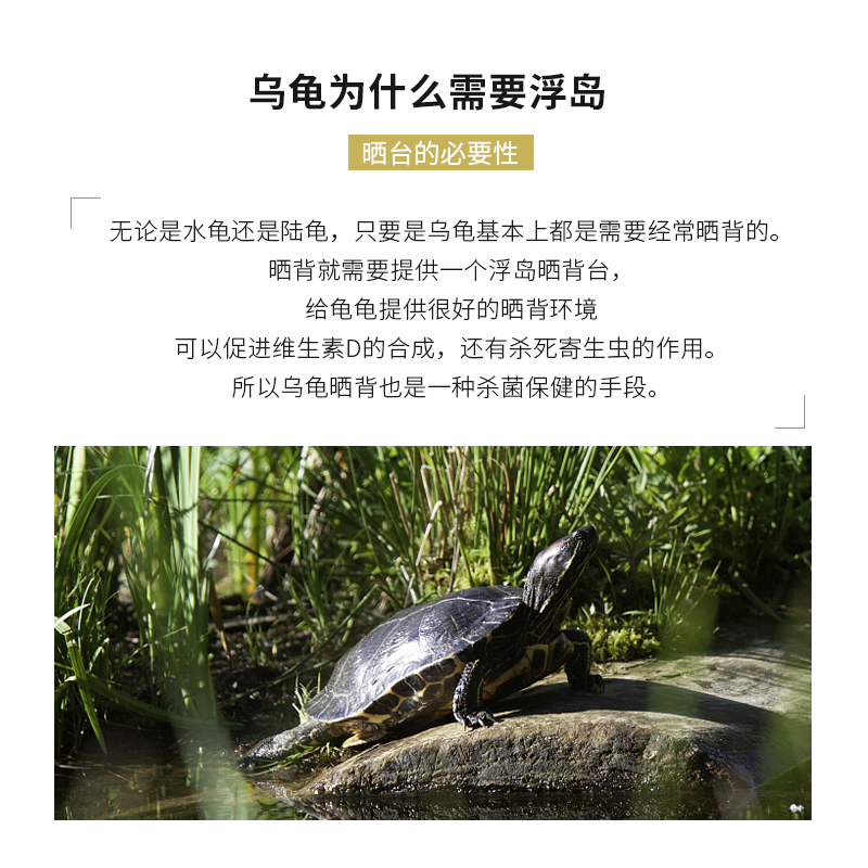乌龟爬坡晒台巴西龟缸小号造景剃刀黄头深水浮台吸盘爬梯爬坡浮岛 - 图2