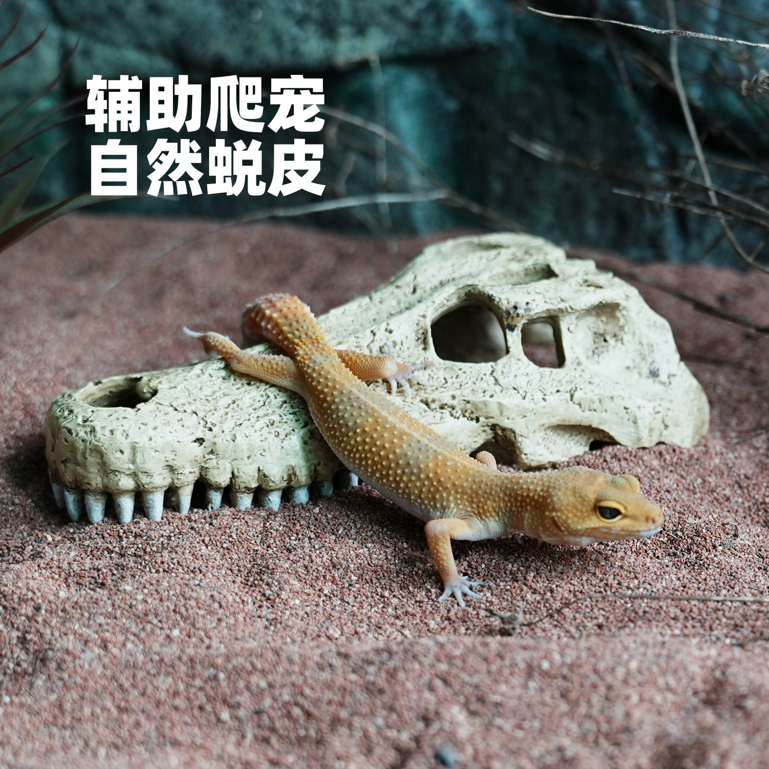 爬宠专用头骨躲避洞屋守宫蜥蜴蜘蛛蛇饲养箱鱼缸水族造景装饰摆件,淘宝优惠券,粉丝福利购,淘宝优惠卷