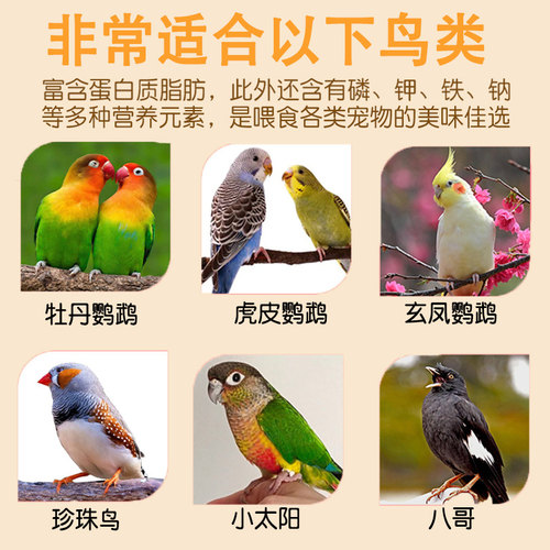 鹦鹉零食训练奖励专用啃咬上手磨牙牡丹虎皮小鸟磨嘴增肥面包虫干 - 图3