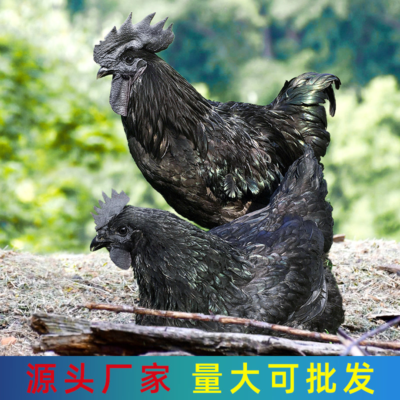 纯种五黑鸡种蛋受精蛋可孵化改良型五黑一绿壳乌骨土鸡种蛋绿壳鸡,淘宝优惠券,粉丝福利购,淘宝优惠卷