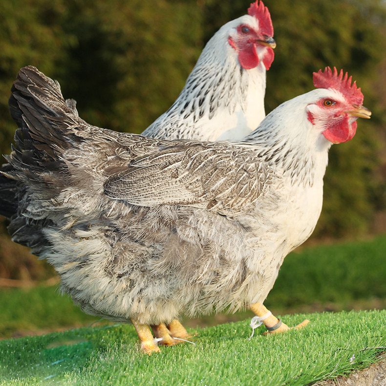 纯种白芦花鸡种蛋受精蛋可孵化鸡苗高产汶上芦花鸡土鸡种蛋肉细嫩,淘宝优惠券,粉丝福利购,淘宝优惠卷