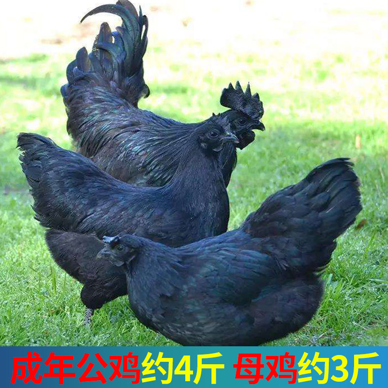 纯种五黑鸡种蛋受精蛋可孵化改良型五黑一绿壳乌骨土鸡种蛋绿壳鸡,淘宝优惠券,粉丝福利购,淘宝优惠卷