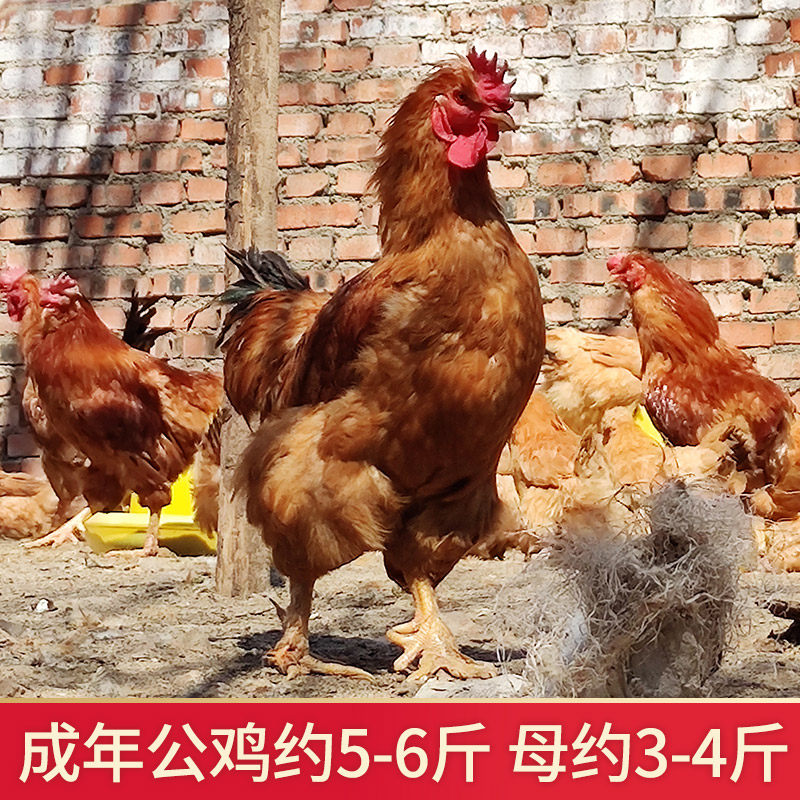 正宗北京油鸡种蛋受精蛋可孵化中华宫廷黄鸡土鸡种蛋受精蛋孵化鸡,淘宝优惠券,粉丝福利购,淘宝优惠卷