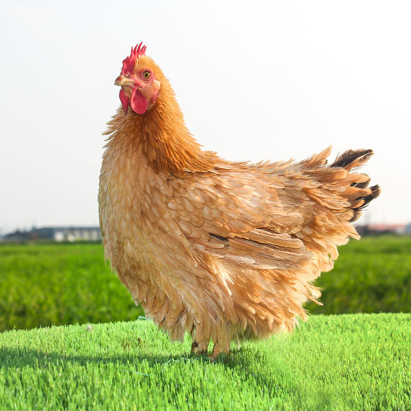 麒麟鸡翻毛鸡种蛋受精蛋可孵化鸡苗正宗倒毛卷毛土鸡种蛋品种纯正,淘宝优惠券,粉丝福利购,淘宝优惠卷