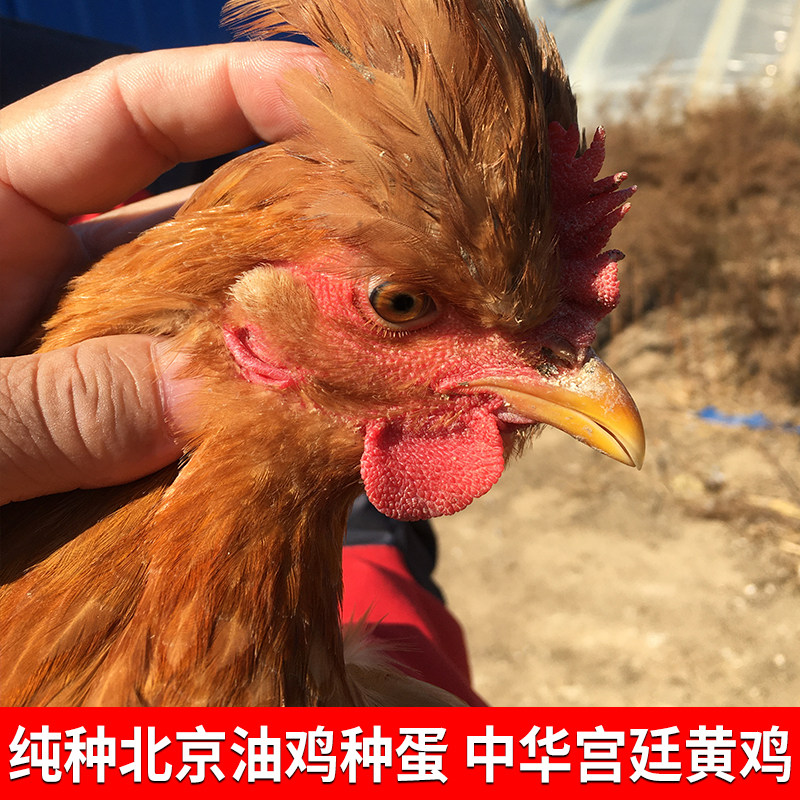 正宗北京油鸡种蛋受精蛋可孵化中华宫廷黄鸡土鸡种蛋受精蛋孵化鸡,淘宝优惠券,粉丝福利购,淘宝优惠卷