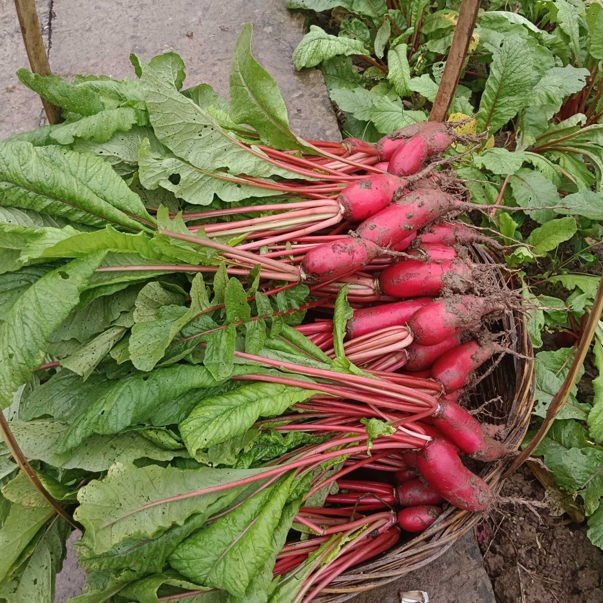红皮白心红萝卜带叶重四川农家菜泡菜素材可腌制胭脂水萝卜,淘宝优惠券,粉丝福利购,淘宝优惠卷