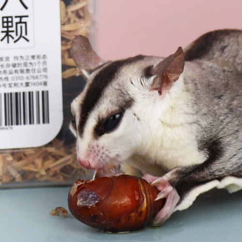 仓鼠零食花枝鼠蚕蛹宠物吃的新鲜活蝉蛹金丝熊粮食蜜袋鼯刺猬鸟食 - 图1