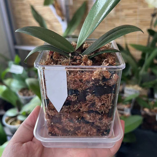 方形高透明塑料花盆栽亚克力方盆套盆水苔兰花蝴蝶兰专用花盆家用 - 图3