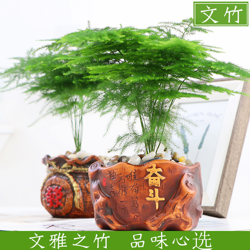 文竹盆栽植物办公室内摆件水养水培绿植小盆景造型创意大文竹花苗 - 图0