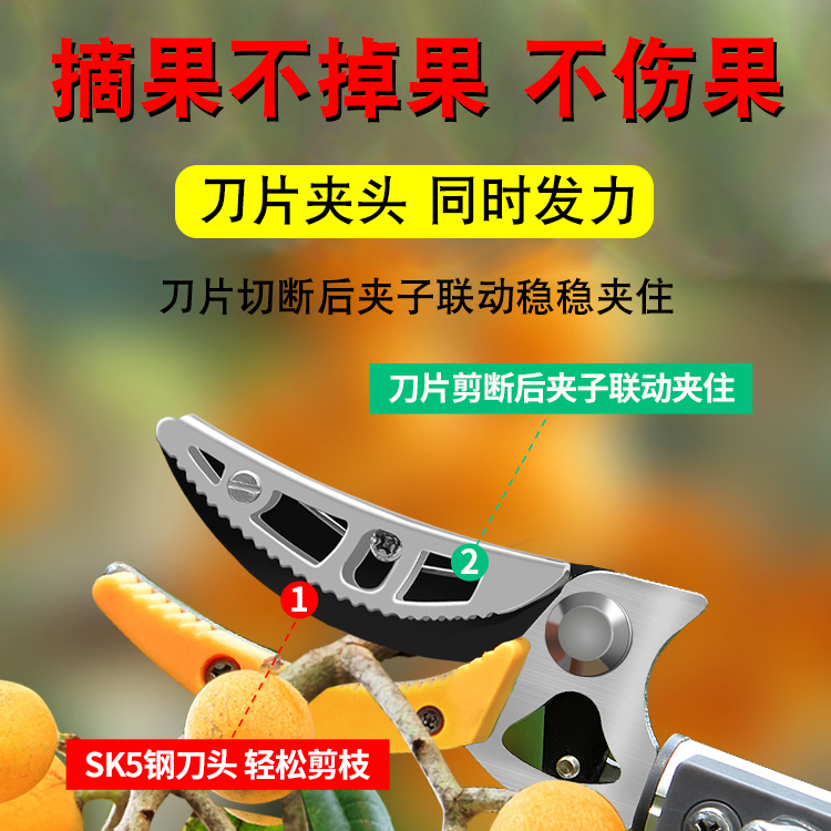 摘果神器修枝剪伸缩高空摘水果剪刀加长采摘器荔枝枇杷龙眼高枝剪 - 图1