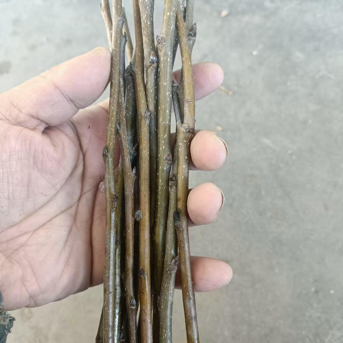 梨树嫁接接穗果树苗接穗李子苹果山楂柿码子樱桃树苗石榴扦插枝条 - 图2