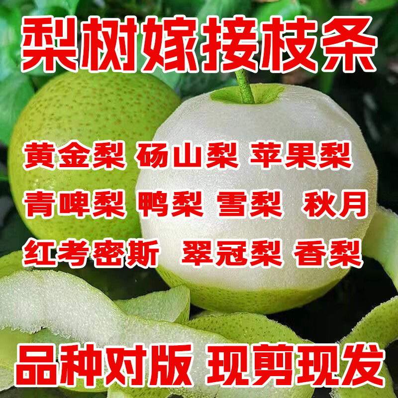 梨树嫁接接穗果树苗接穗李子苹果山楂柿码子樱桃树苗石榴扦插枝条 - 图0