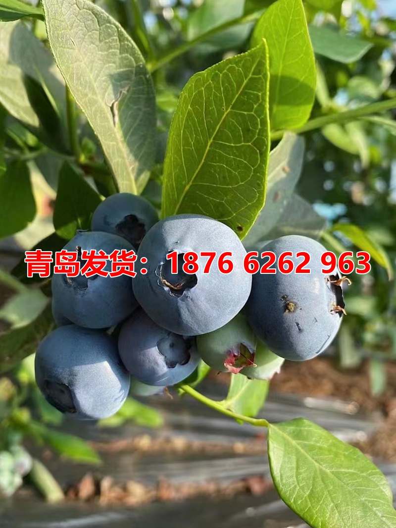 优瑞卡蓝莓苗南北方地栽大果蓝莓树果苗阳台盆栽四季组培当年结果 - 图2