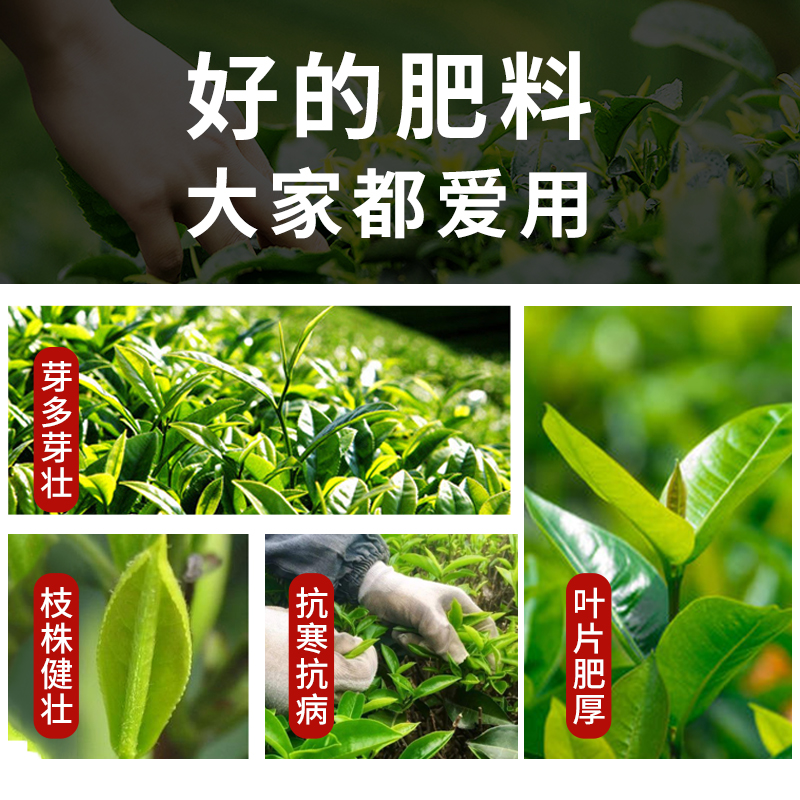 茶叶催芽剂催芽素催芽王茶叶专用叶面肥水溶肥保促长催长崔芽剂-图1