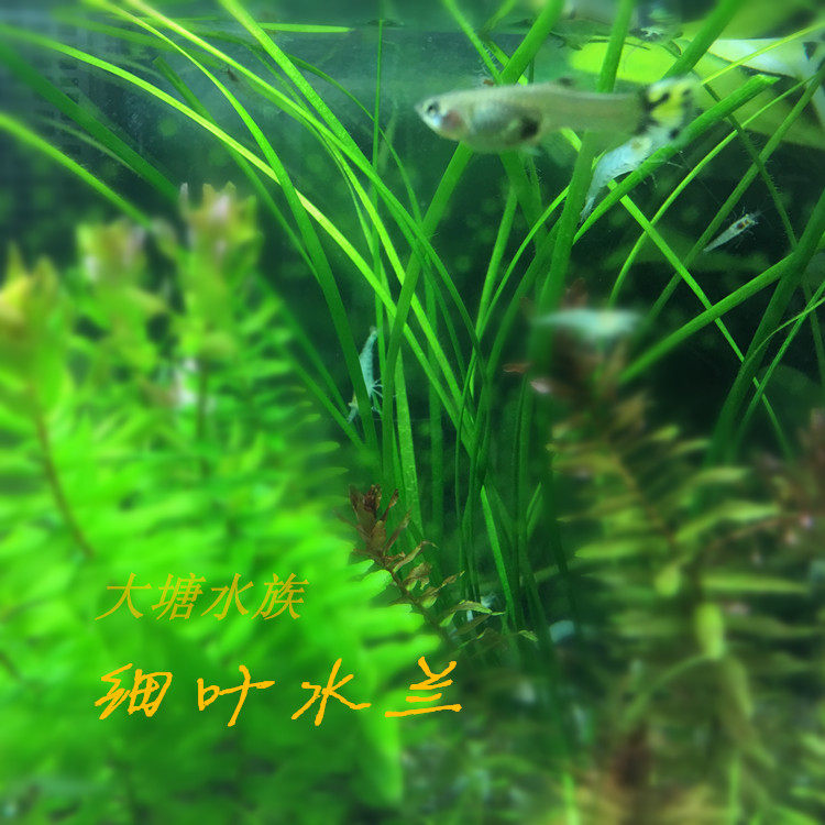 细叶水兰图片,细叶水兰好养吗,水中兰花图片(第19页)_大山谷图库