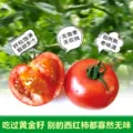 新鲜自然熟黄金籽西红柿农家老品种4.8-5斤非铁皮梁其安水果番茄 图片 4