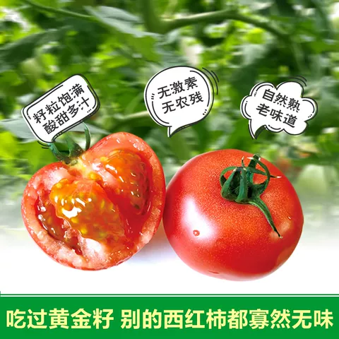 新鲜自然熟黄金籽西红柿农家老品种4.8-5斤非铁皮梁其安水果番茄 图片 4
