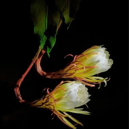 印尼小叶昙花正宗绿植花卉小盆栽四季好养殖开花好养园艺植物 - 图2