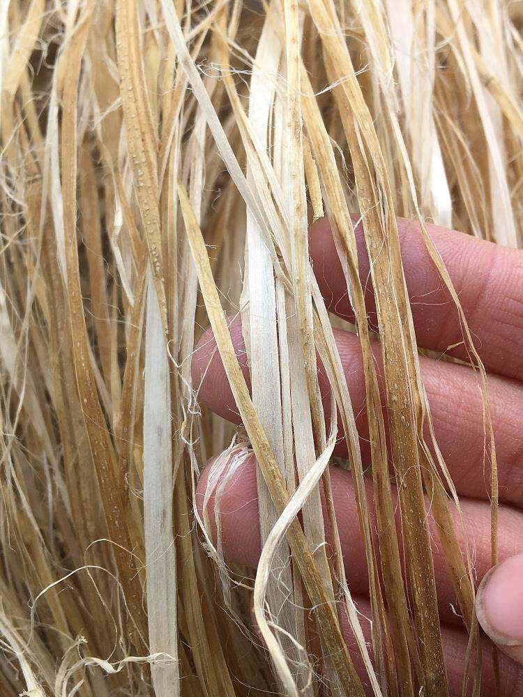 麻丝线麻消防工程水暖管道丝扣管件细黄麻丝油麻丝密封和铅油麻绳