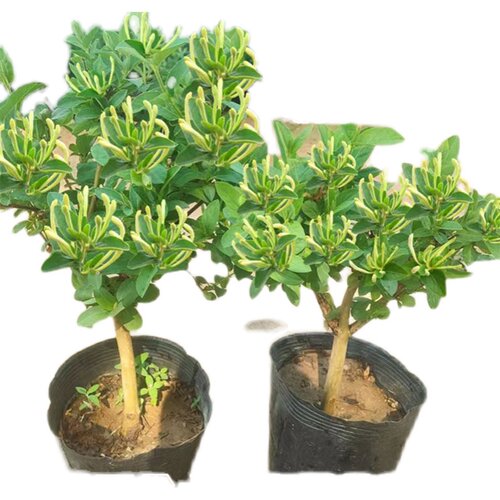 金银花树苗盆栽食用药用爬藤植物阳台绿植花卉老桩 - 图2