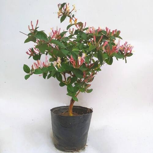 金银花树苗盆栽食用药用爬藤植物阳台绿植花卉老桩 - 图1