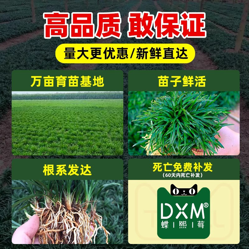 日本矮麦冬草苗带土麦冬草苗玉龙草别墅庭院园林耐寒绿化草坪植物 - 图1