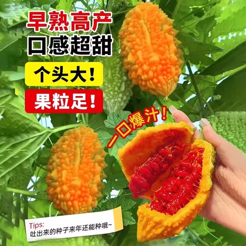 赖葡萄种子籽濑瓜苦瓜金铃子蔬菜水果种子孑四季种植阳台庭院盆栽,淘宝优惠券,粉丝福利购,淘宝优惠卷