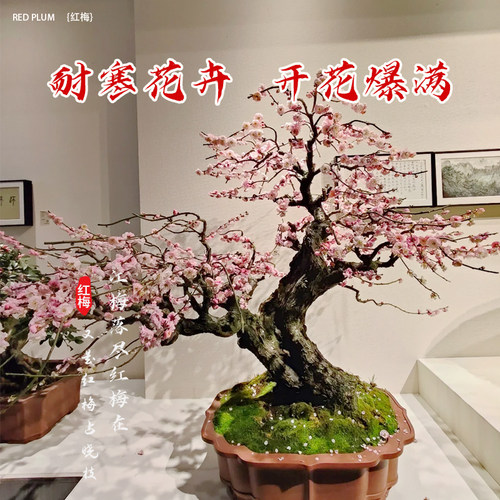 梅花盆栽树苗老桩盆景阳台庭院原生红梅大花浓香花卉耐寒四季腊梅 - 图1