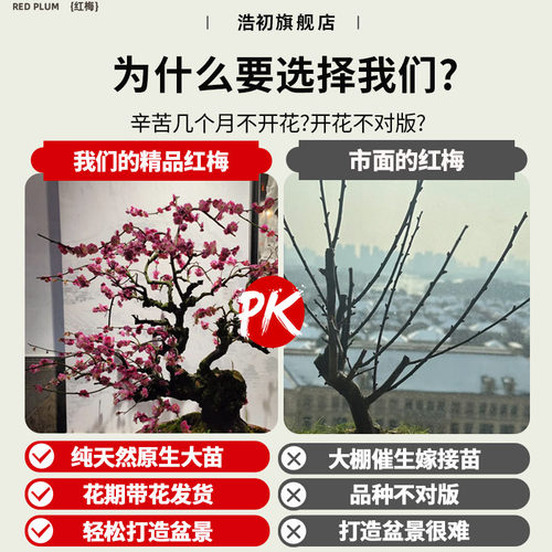 梅花盆栽树苗老桩盆景阳台庭院原生红梅大花浓香花卉耐寒四季腊梅 - 图0