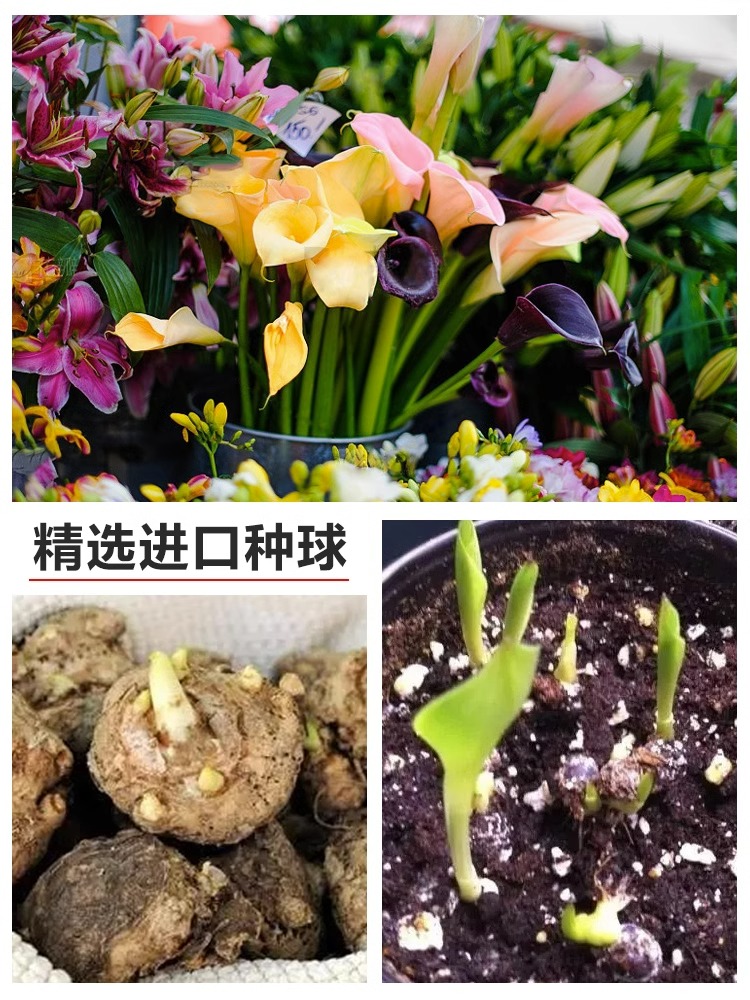 进口马蹄莲种球四季种多年生室内外易活盆栽彩色开花不断花卉植物 - 图2