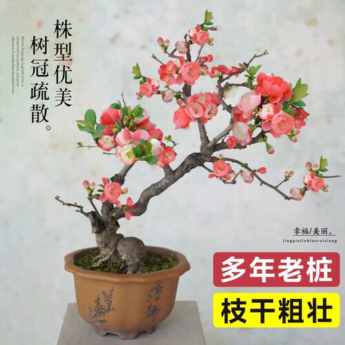 红玉海棠花盆栽苗易活四季带花苞室内外花卉植物重瓣老桩树苗盆景 - 图2
