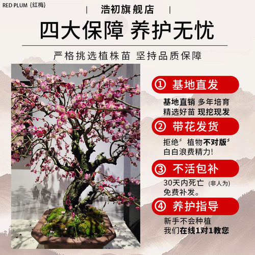 梅花盆栽树苗老桩盆景阳台庭院原生红梅大花浓香花卉耐寒四季腊梅 - 图3