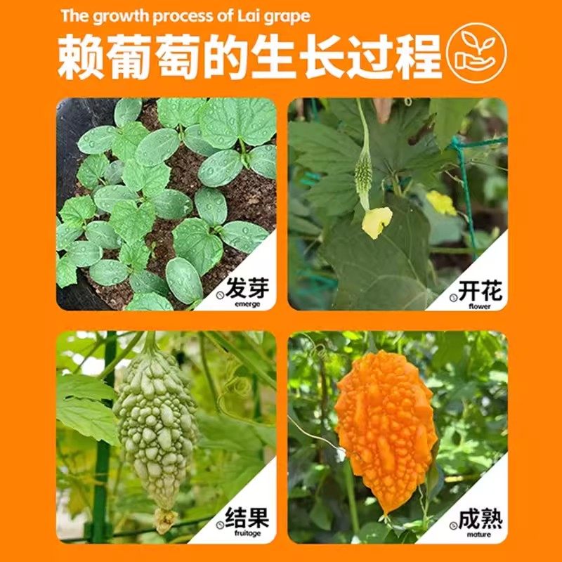 赖葡萄种子籽濑瓜苦瓜金铃子蔬菜水果种子孑四季种植阳台庭院盆栽,淘宝优惠券,粉丝福利购,淘宝优惠卷