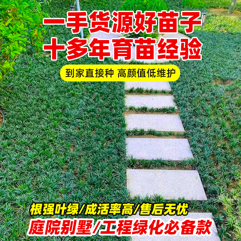 日本矮麦冬草苗带土麦冬草苗玉龙草别墅庭院园林耐寒绿化草坪植物 - 图2