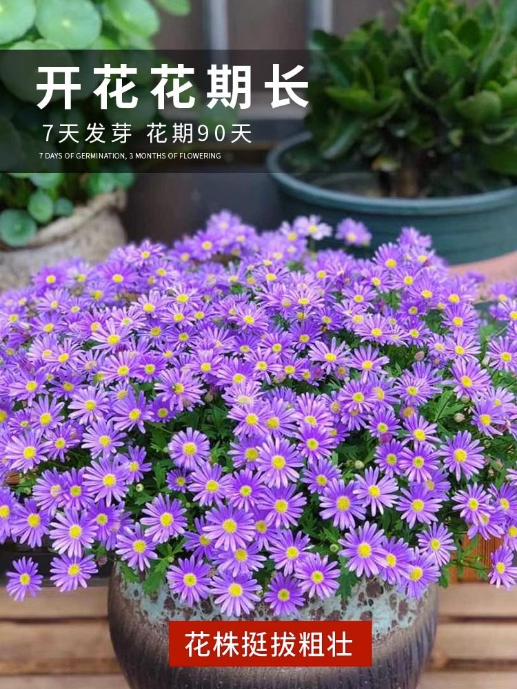 姬小菊种子四季播种多年生太阳花花籽阳台庭院盆栽耐寒花种籽子