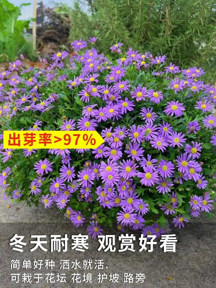 姬小菊种子四季播种多年生太阳花花籽阳台庭院盆栽耐寒花种籽子