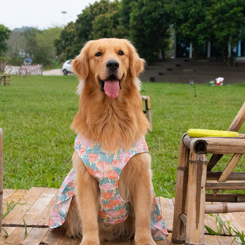 金毛边牧裙子中大型犬荷叶南瓜裙宠物衣服小狗猫衬衫情侣夏季纯棉 - 图3